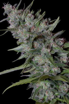 (image for) Bruce Banner #3